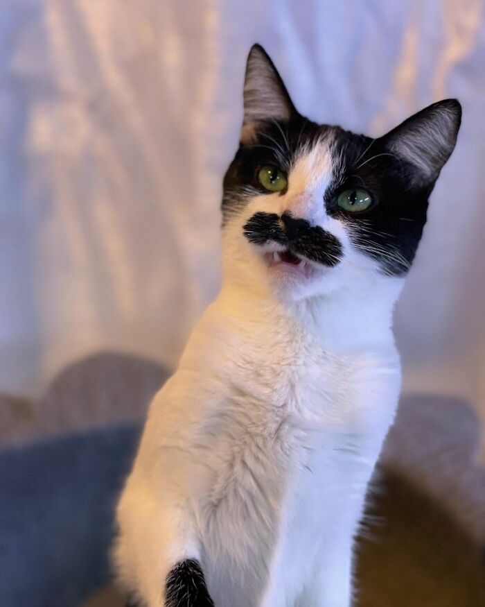 The Instagram Sensation: Meet the Feline Celebrity with a Natural "Mustache"