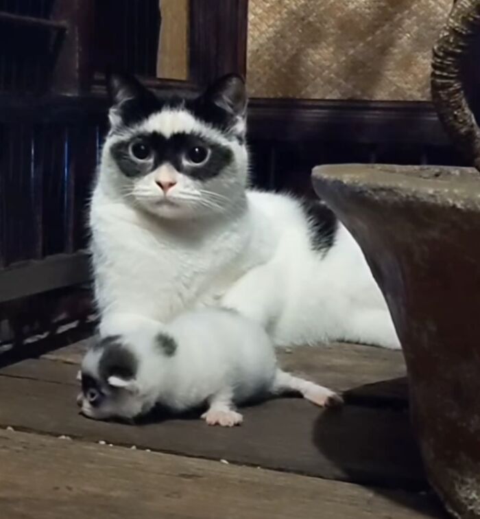 Zorro and Mini-Me: A Heartwarming Tale of an Extraordinary Father Cat and His Lookalike Kitten, Embracing Love and Adventure.NgocChau