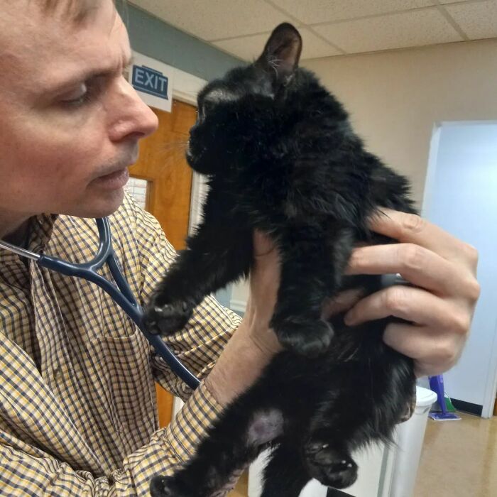 Embracing the Unique: A Feline Care Center Adopts a Petite Black Cat with Dwarfism.NgocChau