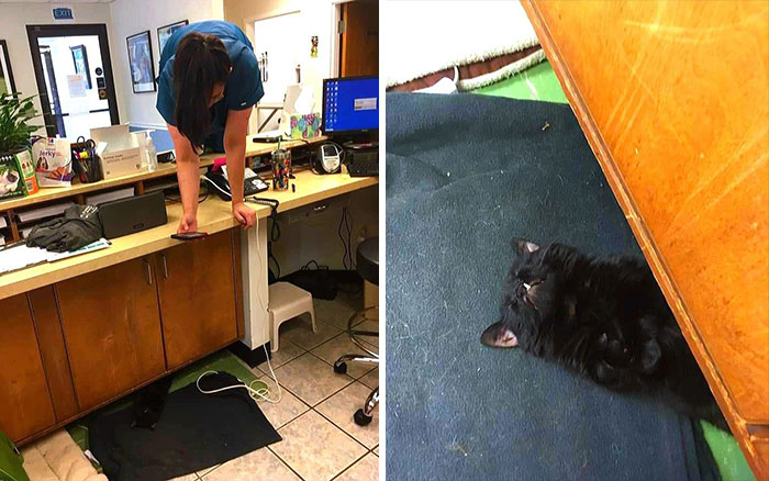 Embracing the Unique: A Feline Care Center Adopts a Petite Black Cat with Dwarfism.NgocChau
