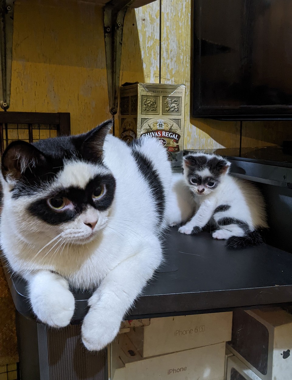 Zorro and Mini-Me: A Heartwarming Tale of an Extraordinary Father Cat and His Lookalike Kitten, Embracing Love and Adventure.NgocChau