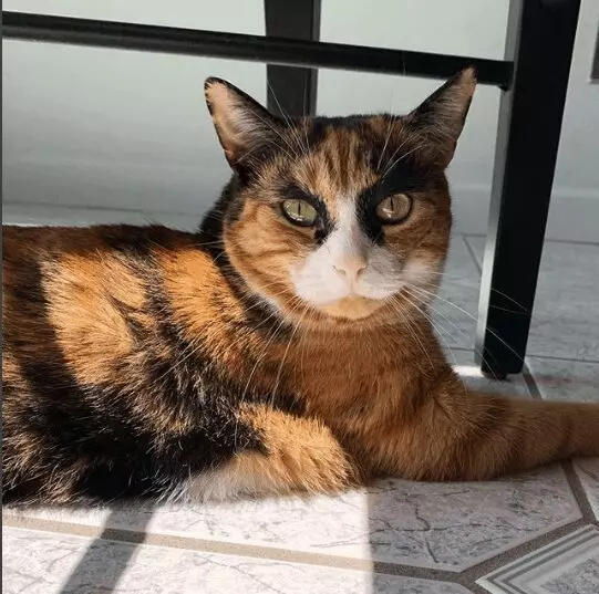 Introducing Lilly: The Feline with Fabulously Sassy Eyebrows That Might Just Leave You Wondering if She's Casting a Judgmental Glare in Your Direction