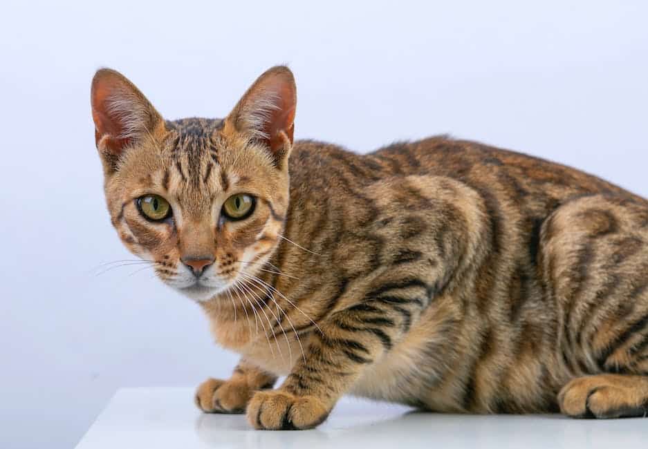 A beautiful Bengal cat with distinct rosetted coat pattern and mesmerizing green eyes.