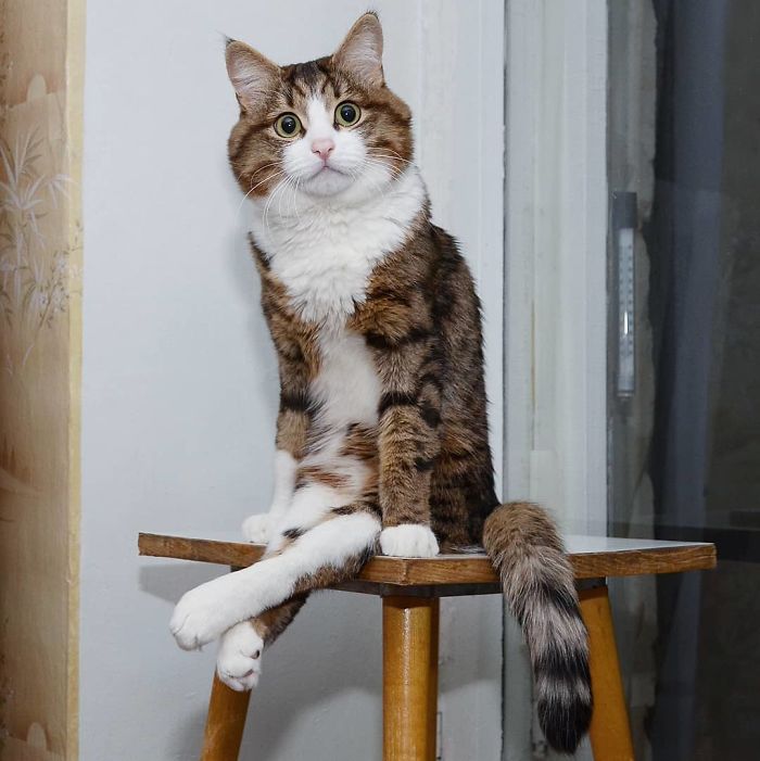 Meet the Cat with a Q͏u͏i͏r͏k͏y͏ Fa͏c͏i͏a͏l͏ Expression and Uniquely Fun Personality.NgocChau