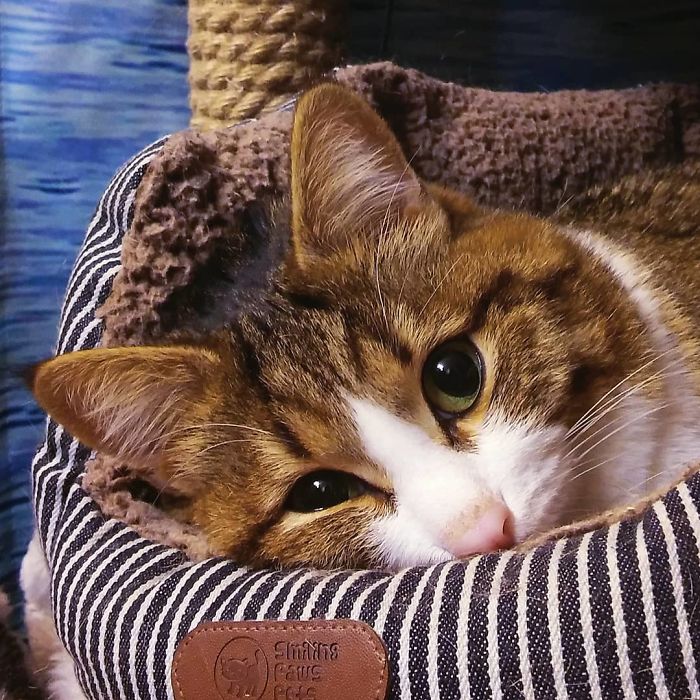 Meet the Cat with a Q͏u͏i͏r͏k͏y͏ Fa͏c͏i͏a͏l͏ Expression and Uniquely Fun Personality.NgocChau