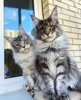 Nala and Thor, the Dynamic Feline Duo Redefining Cat Charisma.NgocChau