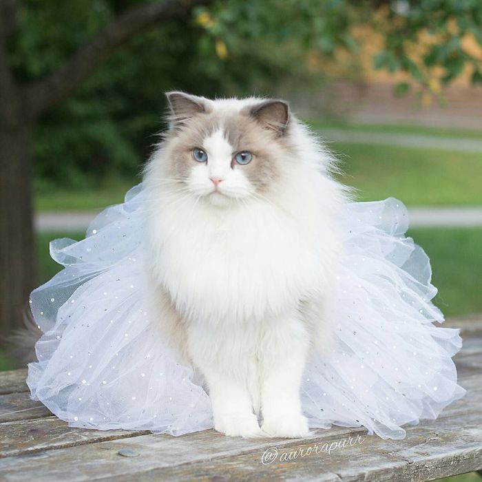 Admiring the Most Elegant Aristocat Kitty in the World