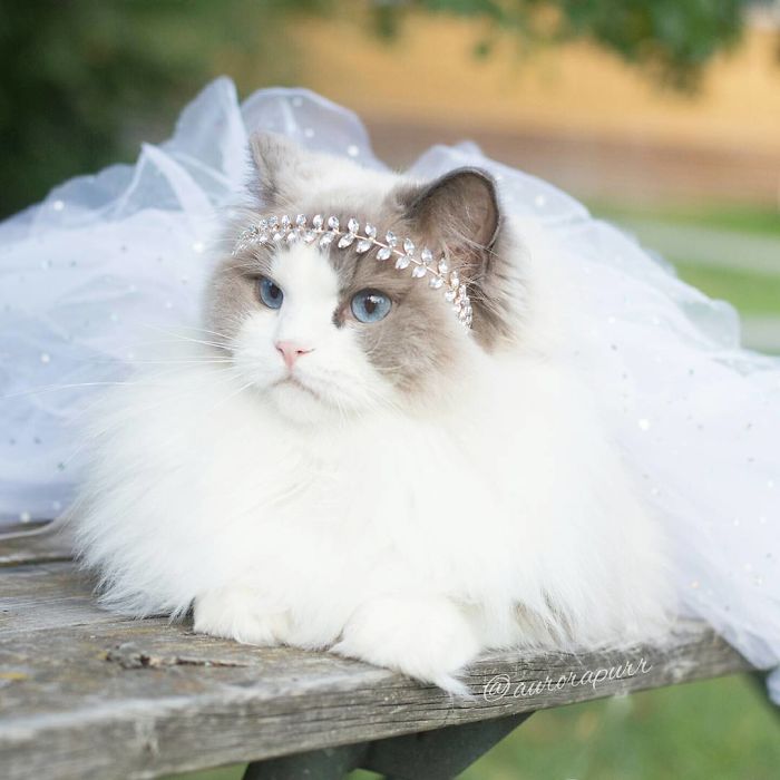 Admiring the Most Elegant Aristocat Kitty in the World