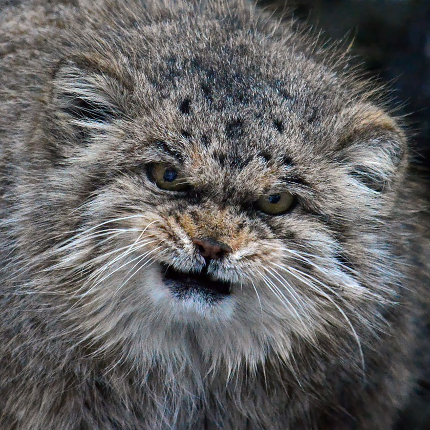 The Quirky Manul Cat: A Feline with Unmatched Expressiveness
