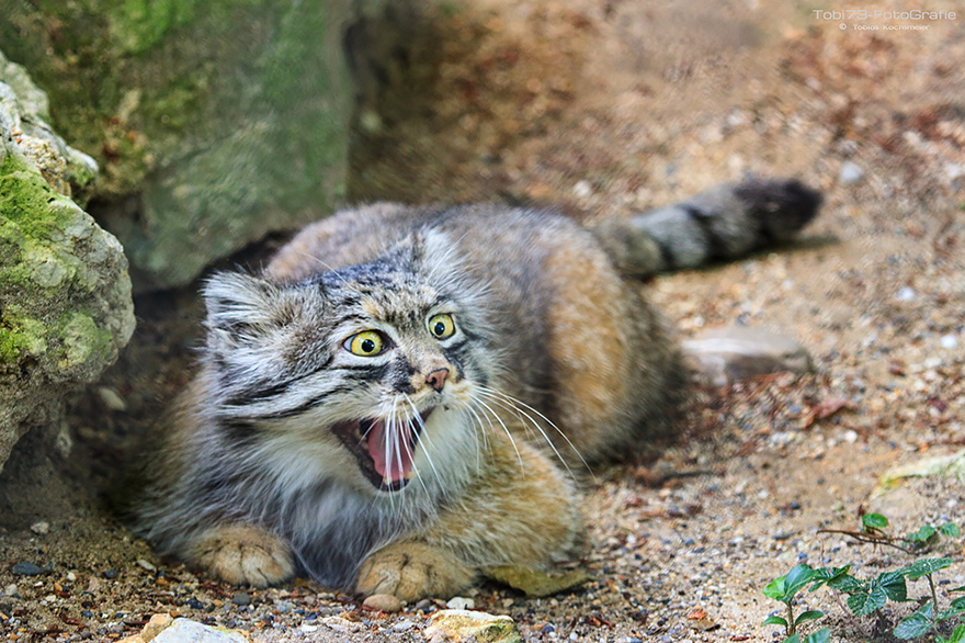 The Quirky Manul Cat: A Feline with Unmatched Expressiveness