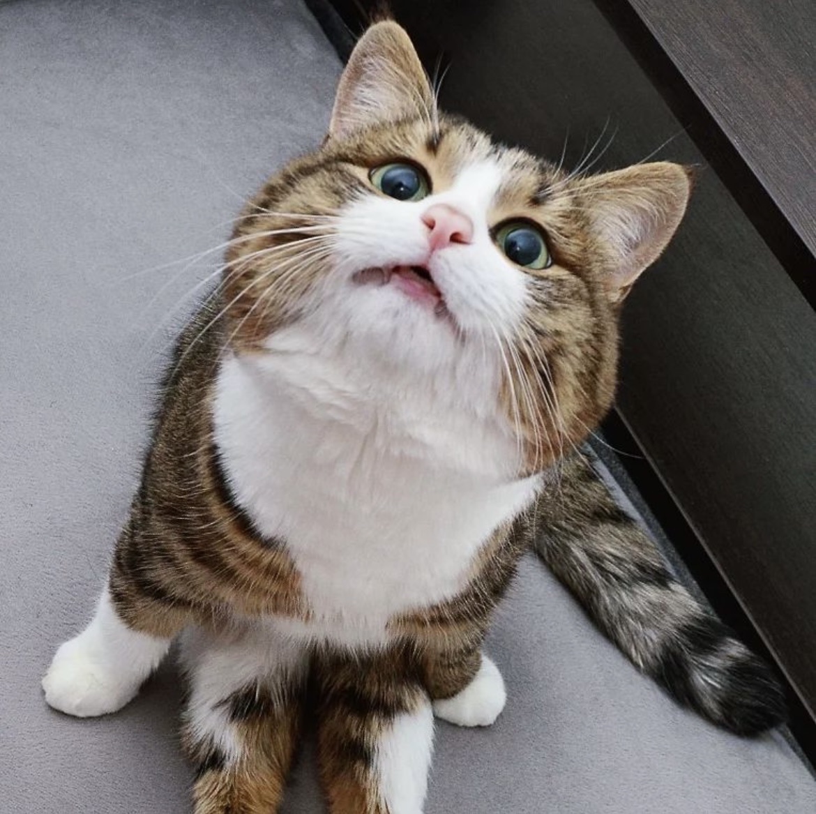 Rexie: The Hilariously Cute Cat Defying Disabilities with Charm and Charisma.NgocChau