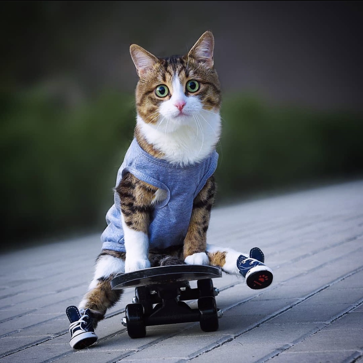 Rexie: The Hilariously Cute Cat Defying Disabilities with Charm and Charisma.NgocChau