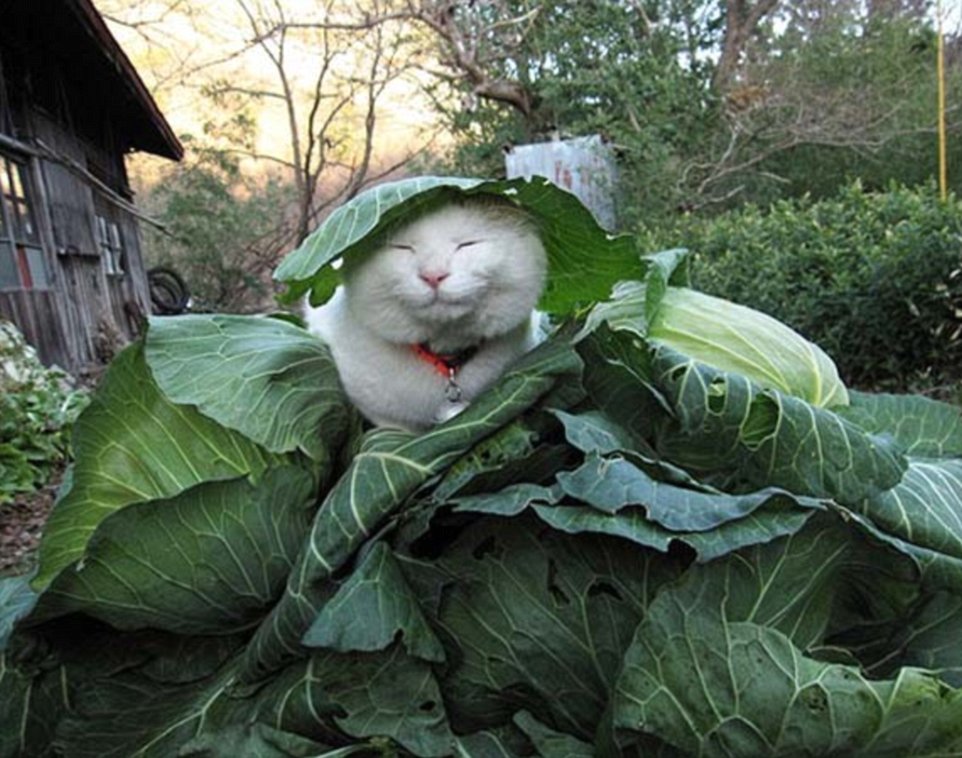 Comfortable: Cabbage is hated by some, but loved by Shironeko the Japanese cat who finds happiness every where he goes