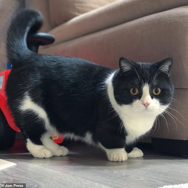 Manchester, who is nearly two-years-old, is a mixture of two breeds - a Scottish straight and a Munchkin, which are renowned for their extremely short legs