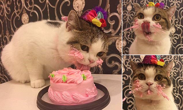 Cute photos of a cat eating a pink birthday cake go viral | Daily Mail  Online