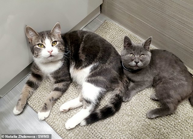 Natalia decided to take in the orphaned animal, gradually nursing him back to health with the help of her neighbour's cat, Handsome. Fedya is pictured with Handsome