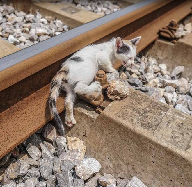 Abandoned from the start: The kitten, trapped helplessly on a dangerous railway line, is tossed aside mercilessly.NgocChau