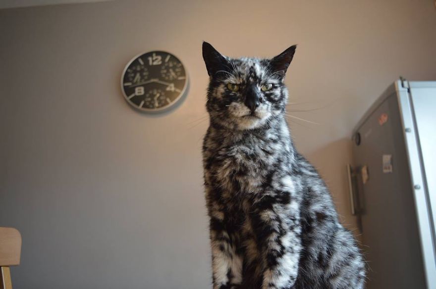 19-Year-Old Black Cat Turns Into A Marble Beauty, Most Likely Due To A Rare Skin Condition