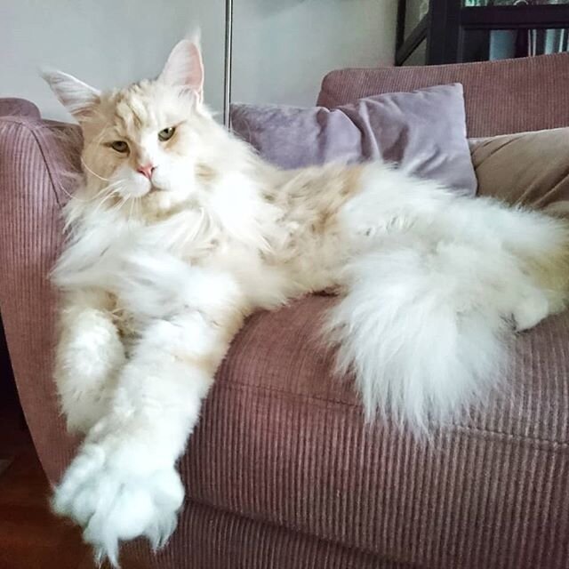 Maine Coon Size