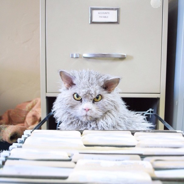 bitchy-resting-face-sheep-cat-albert-3