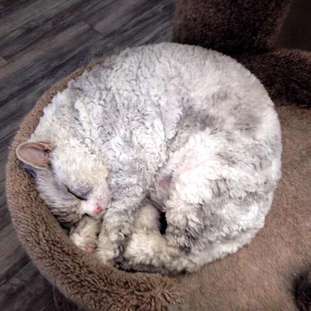 bitchy-resting-face-sheep-cat-albert-9