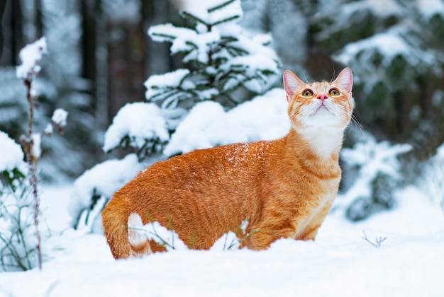 Premium Photo | Ginger cat in the snow, walks in the winter in the forest.  sad pet on the street.