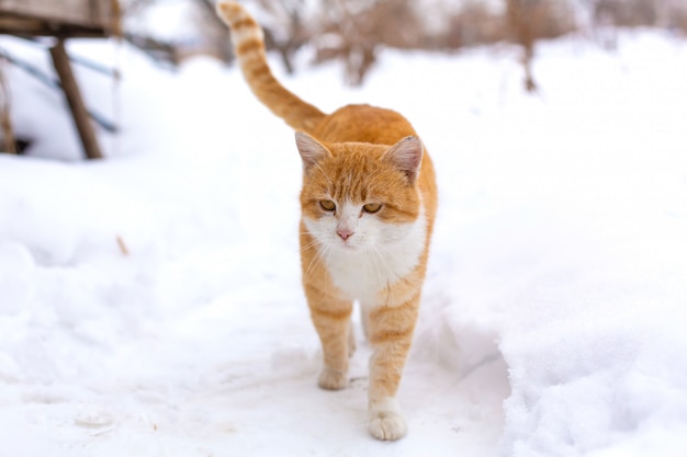 Premium Photo | Ginger cat in the snow, walks in the winter in the forest.  a sad pet sits on a christmas tree outside.