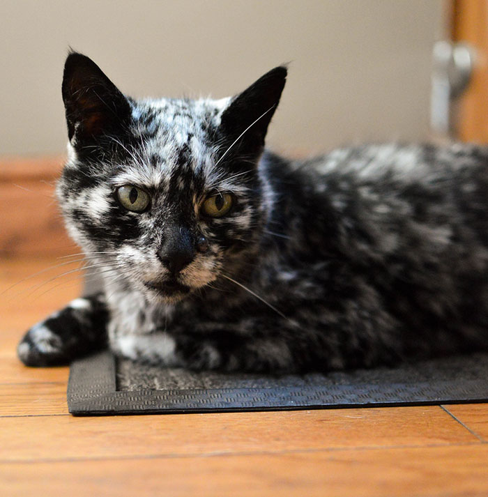 senior-black-white-cat-vitiligo-scrappy-10