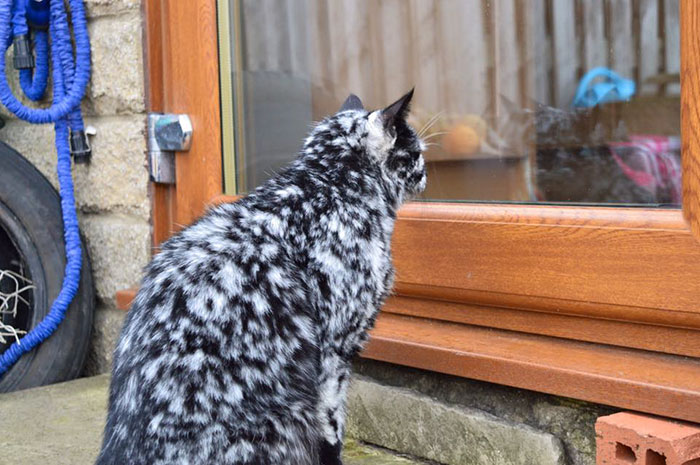 senior-black-white-cat-vitiligo-scrappy-4