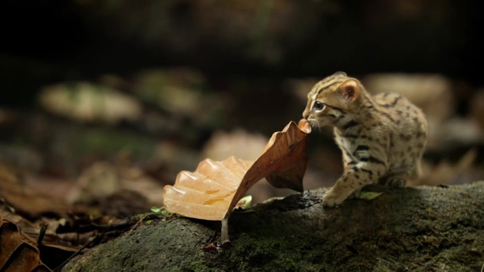 This Is The World's Tiniest Wild Cat, And It Might Be The Cutest Thing You'll See Today