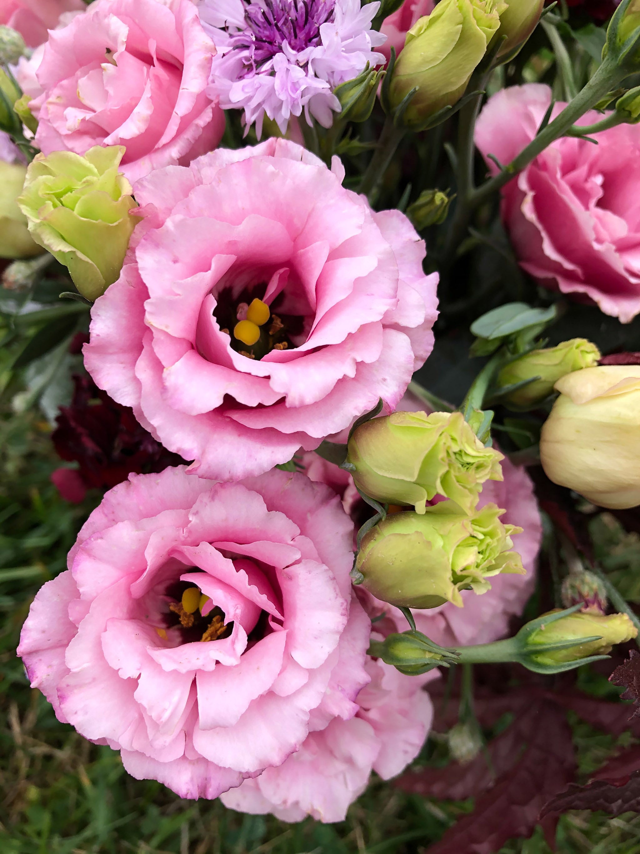 Lisianthus, Jolly Pink – William Dam Seeds