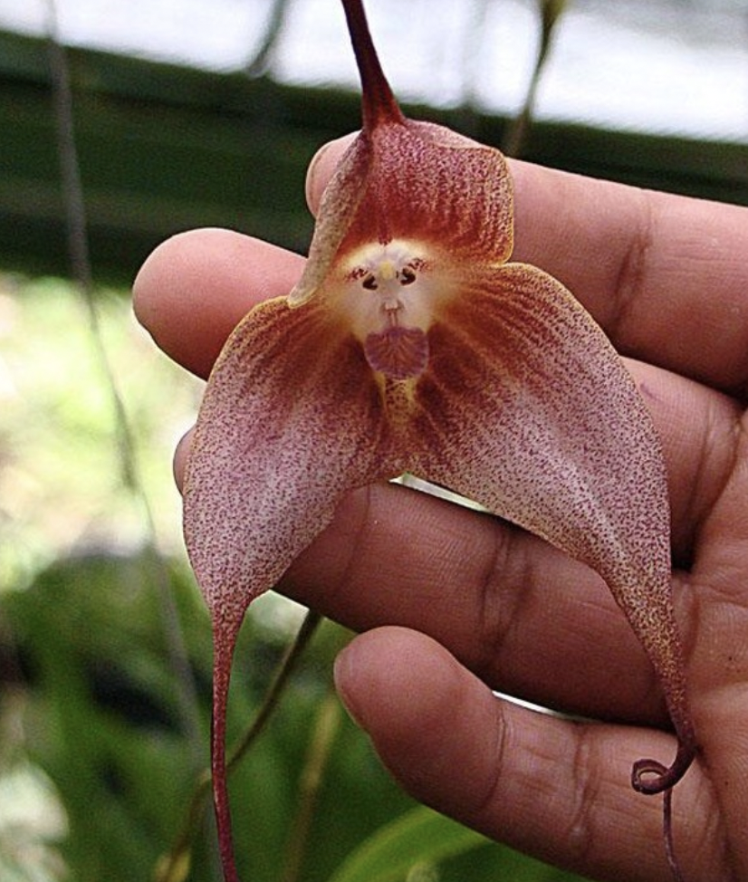 monkey face orchid