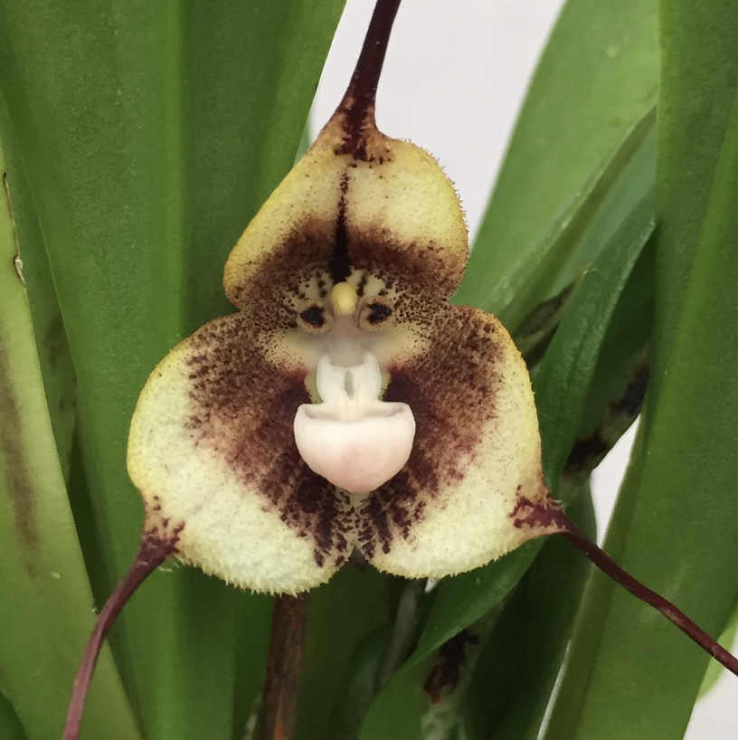 monkey face orchid